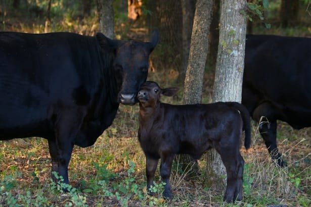 Registered Angus cattle grazing