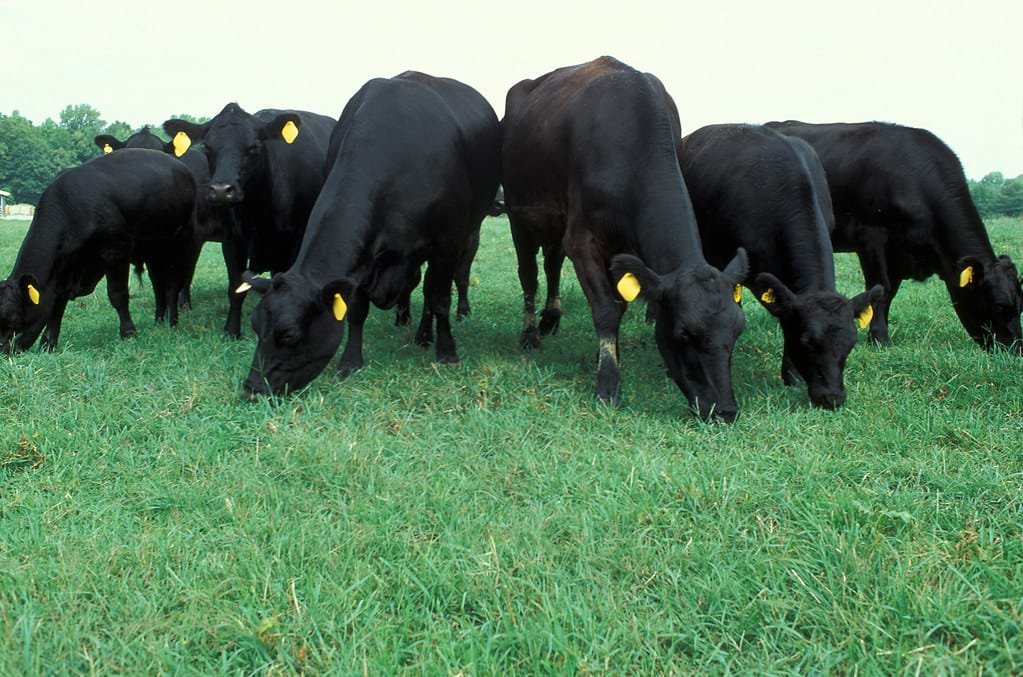 Black Angus cattle in the field