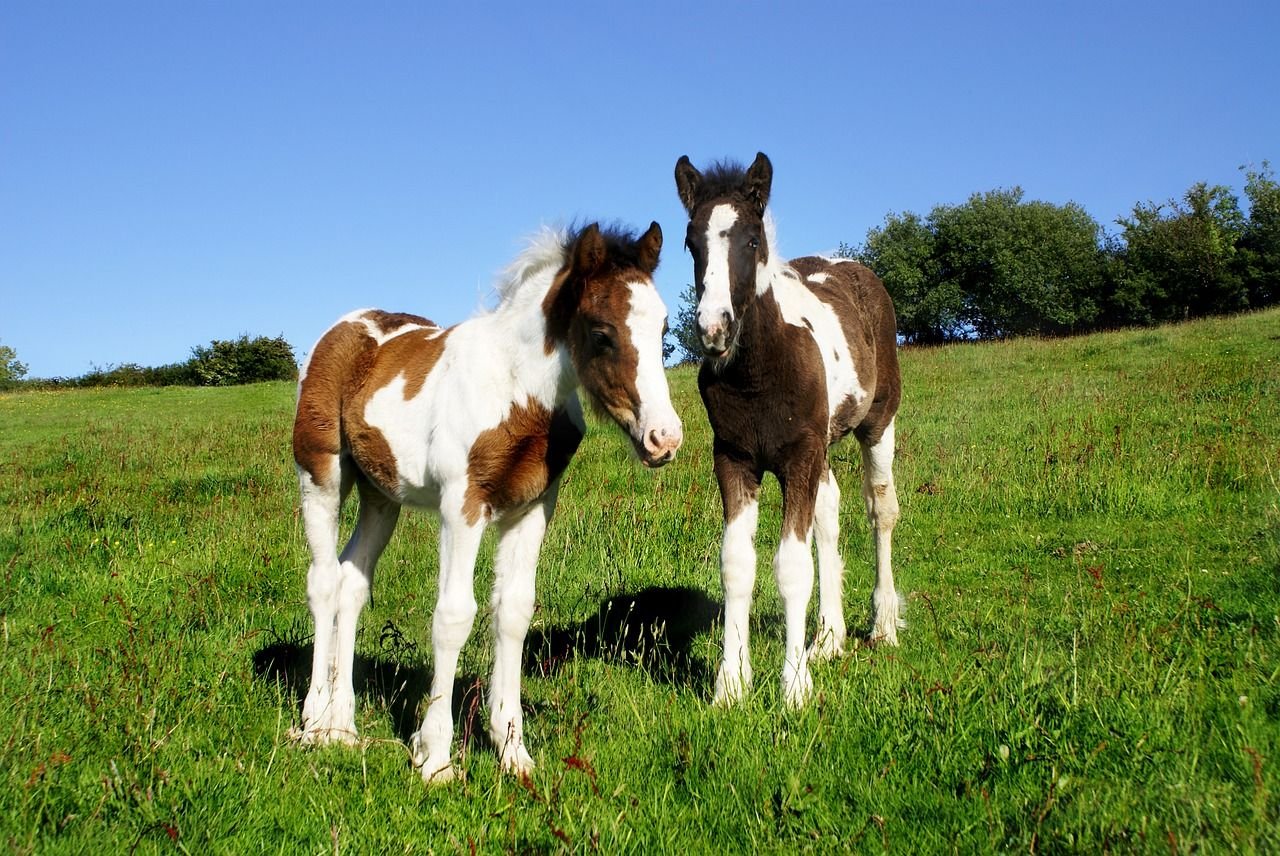 Two young foals