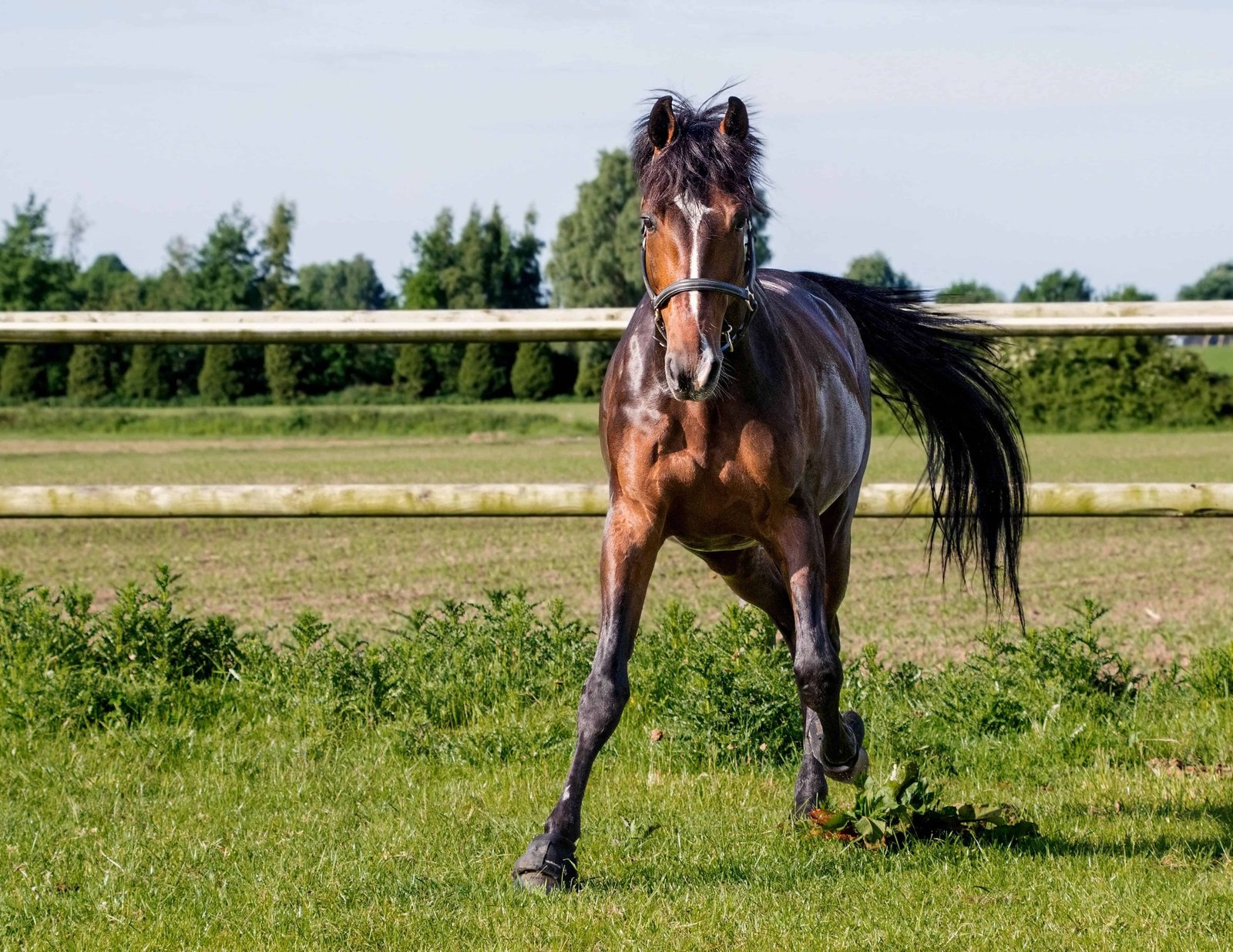 Horse galloping along the fence