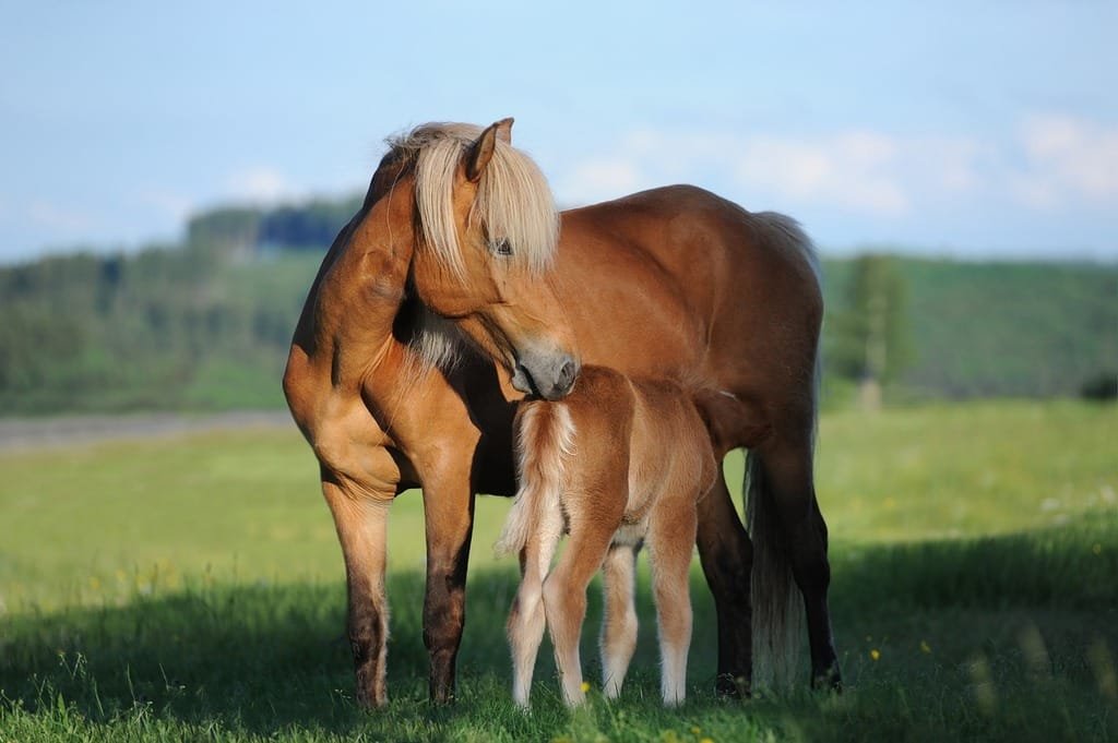 Mare and foal grazing together