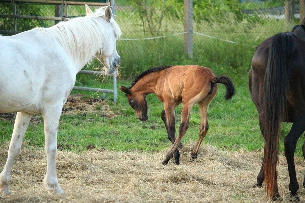 Mare and foal in the field