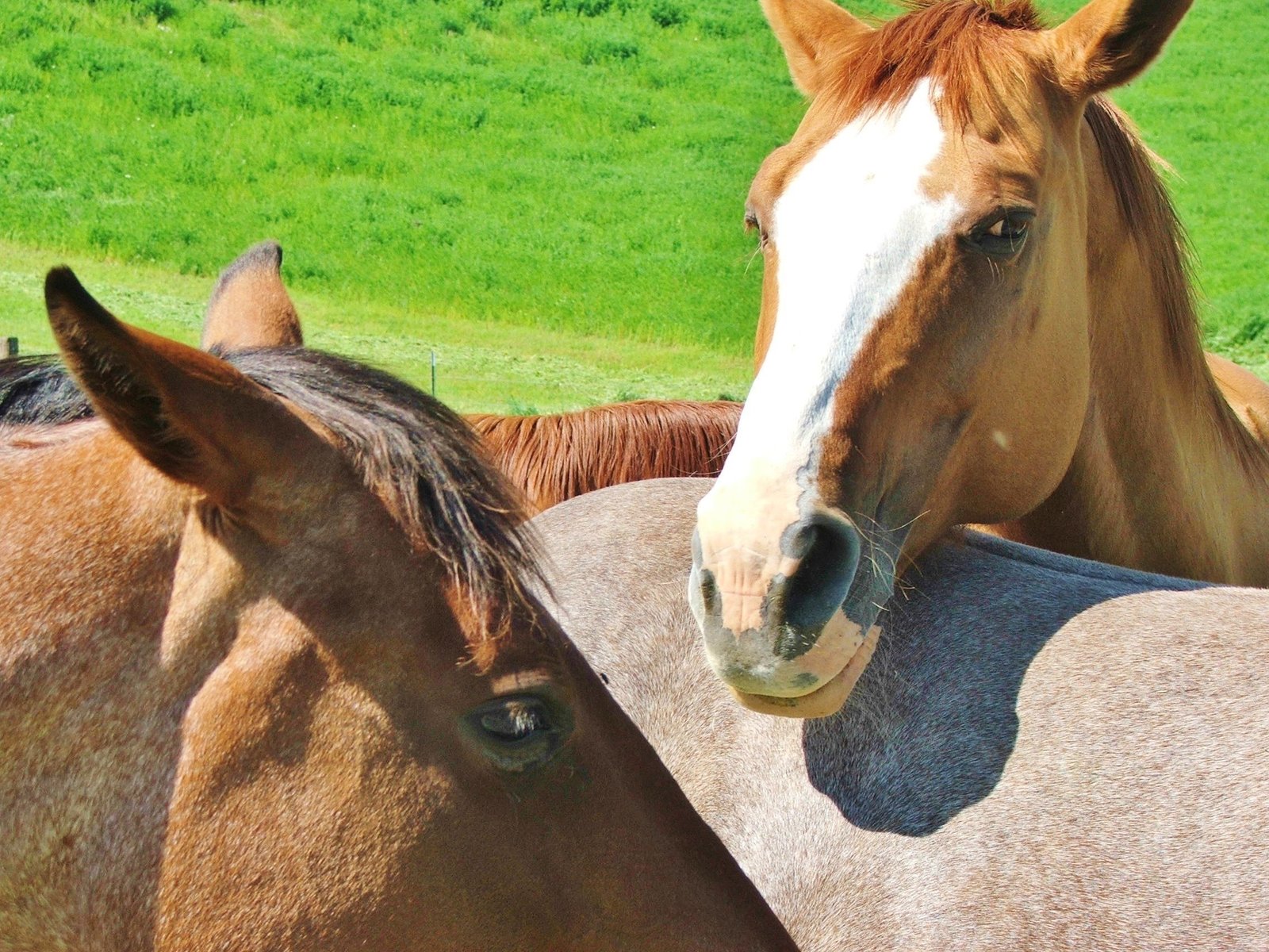 Horses grazing in the Texas field