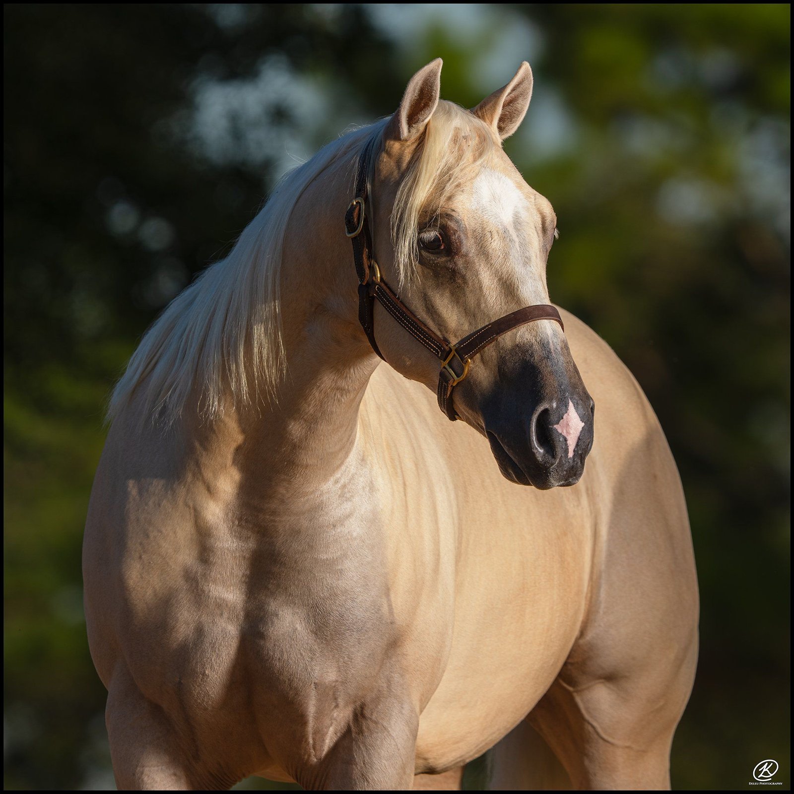 Reining horse portrait