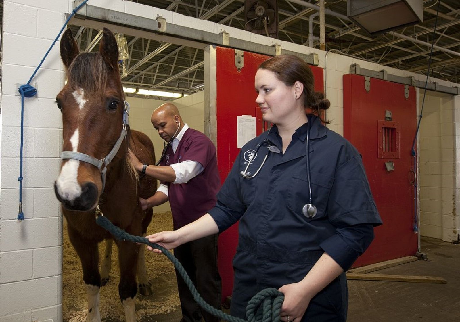 Veterinarian performing a pre-export health check on a horse