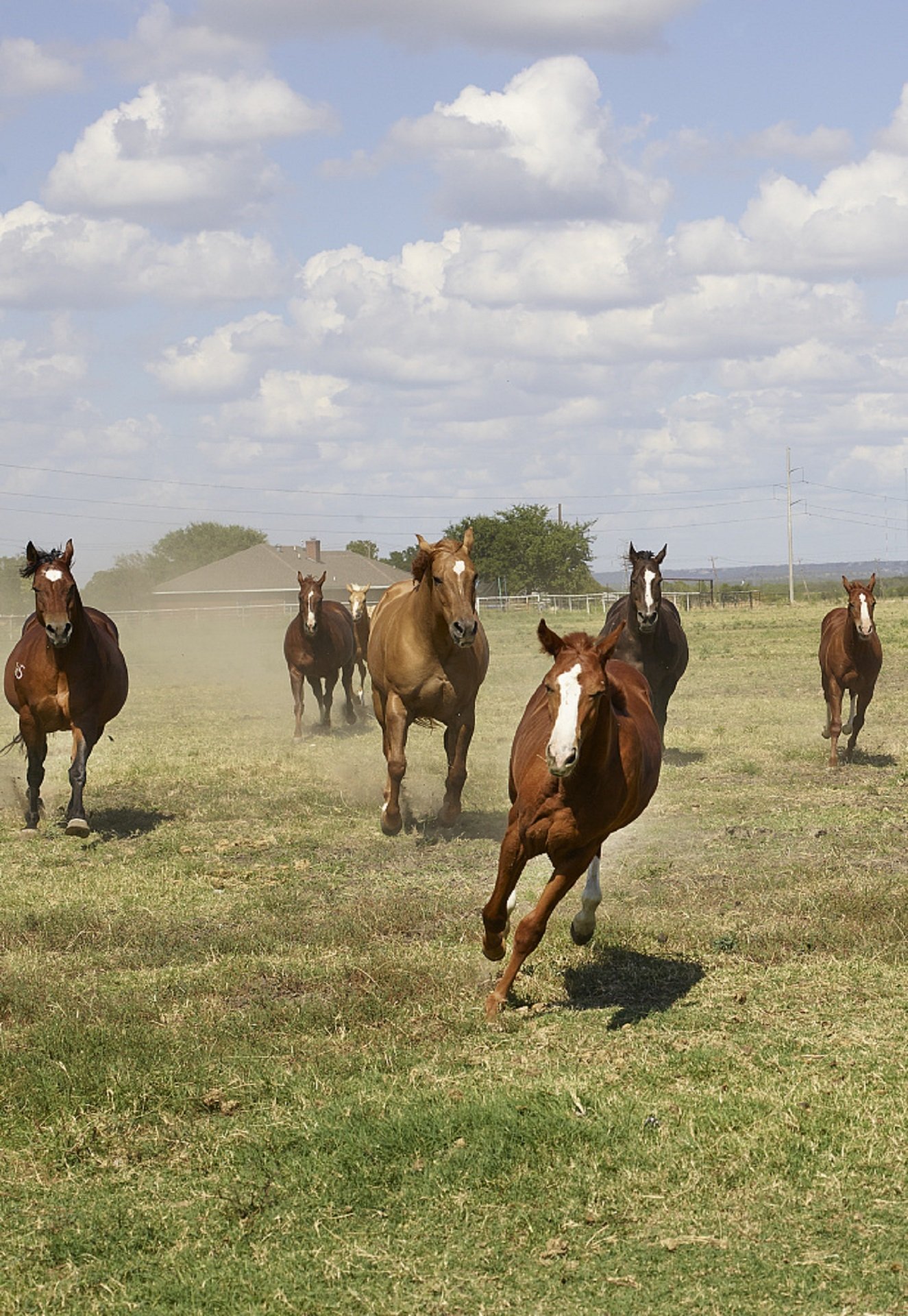 Reining horse standing in pasture
