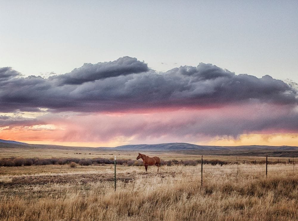 Horses grazing at sunset